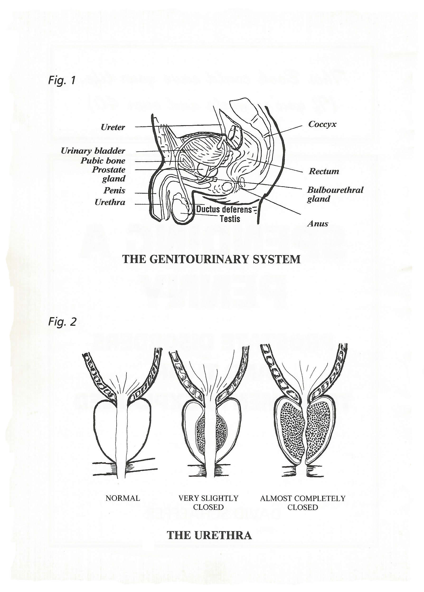 The Prostate